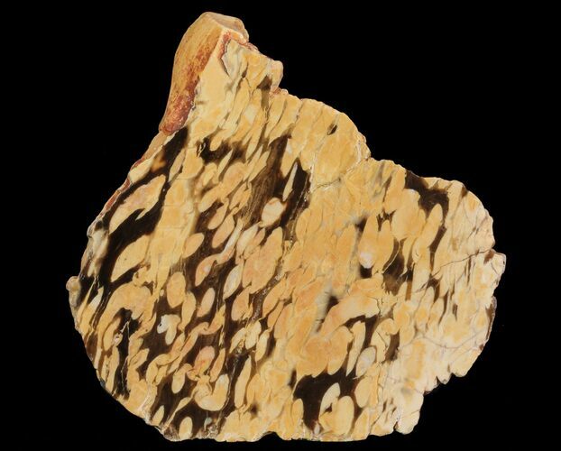 Slab of Fossilized Peanut Wood - Australia #65451